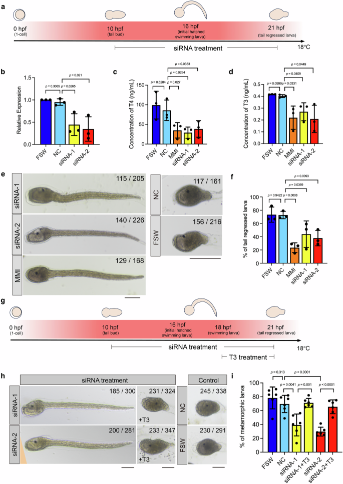 Fig. 3: In vivo functional verification of ScTg-like in S. clava larvae.