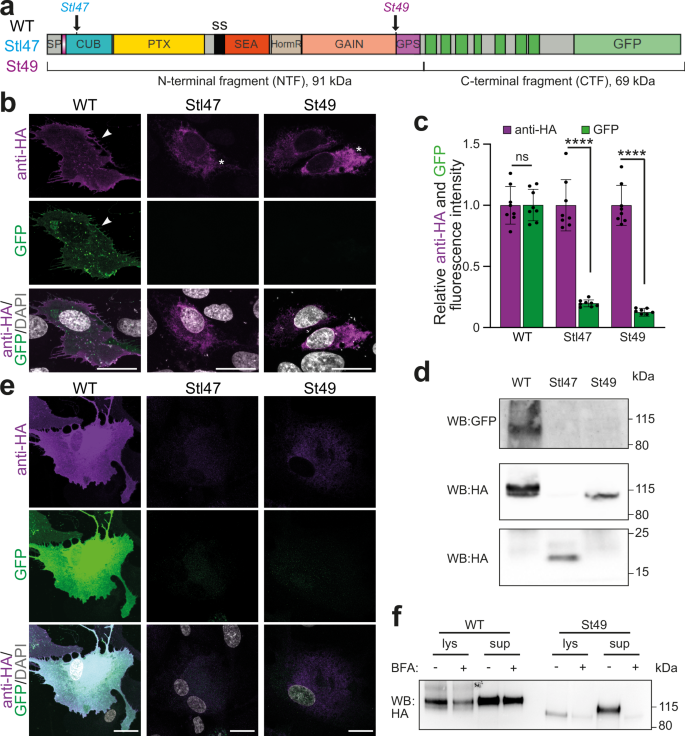Fig. 1: gpr126 mutants can produce truncated Gpr126 proteins.