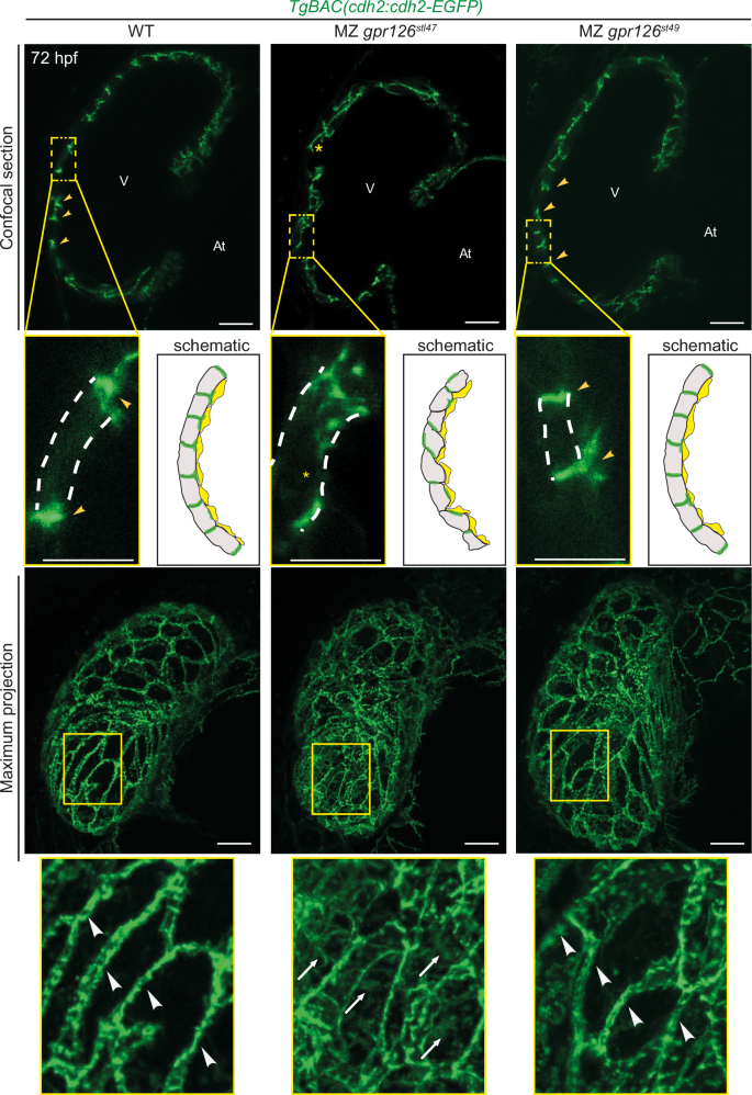 Fig. 4: Gpr126-NTF regulates compact wall integrity at the onset of trabeculation.