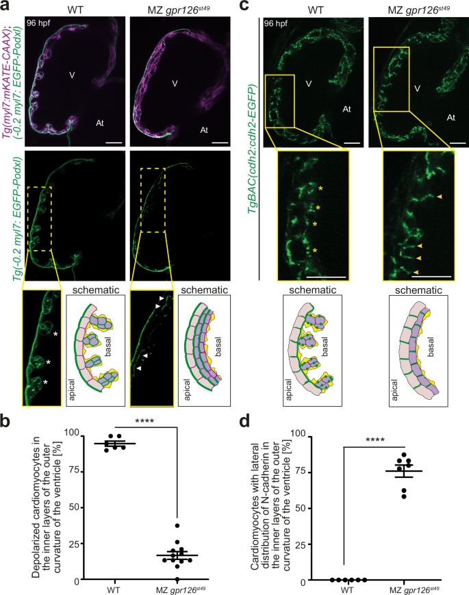 Fig. 5: Gpr126-CTF aids in providing trabecular identity to cardiomyocytes.