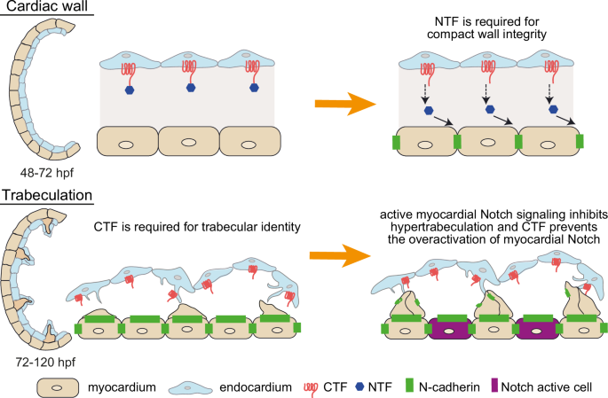 Fig. 7: Schematic model of the role of Gpr126-NTF and -CTF during ventricular wall development.