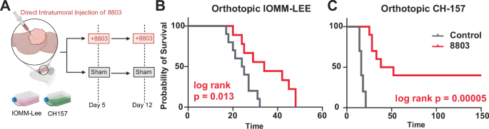 Fig. 7: 8803 exerts a therapeutic effect across orthotopic preclinical meningioma models.
