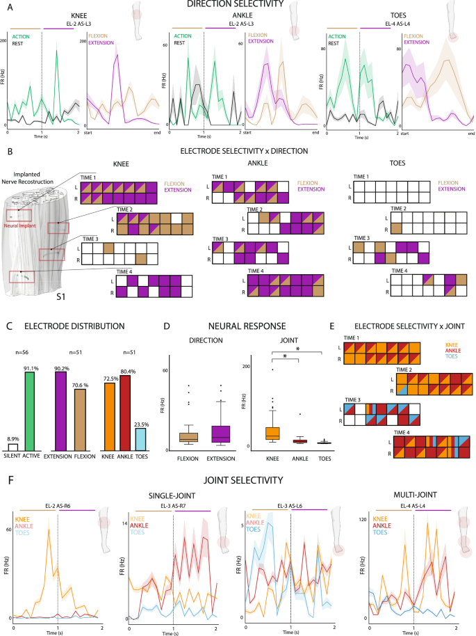 Fig. 2: Intraneural recording during phantom movements.