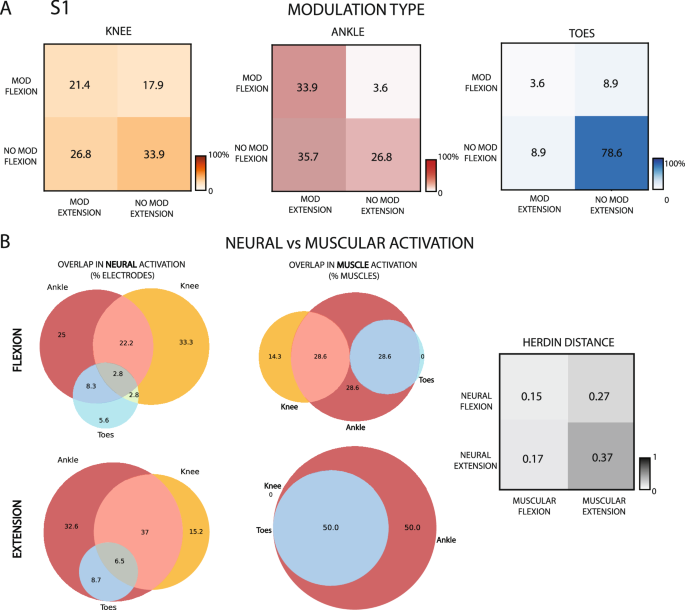 Fig. 3: Neural and muscular activations during phantom movements.