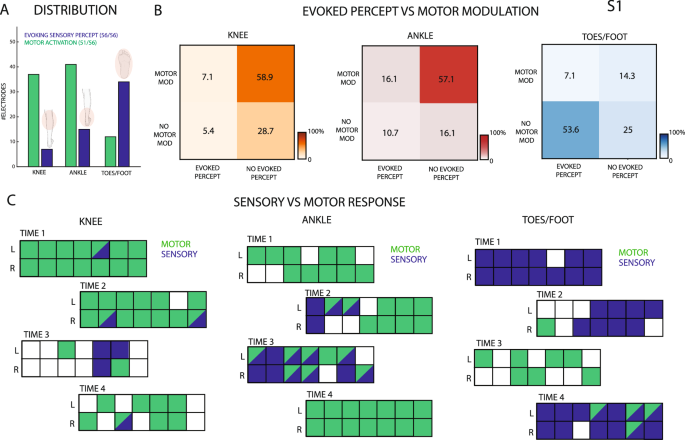 Fig. 6: Motor modulation and sensory restoration.
