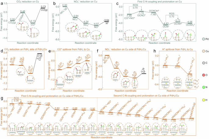 Fig. 6: Mechanistic insights.