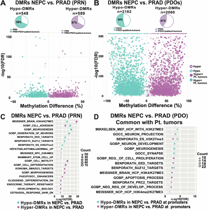 Fig. 1: Differential methylation in NEPC compared to PRAD.