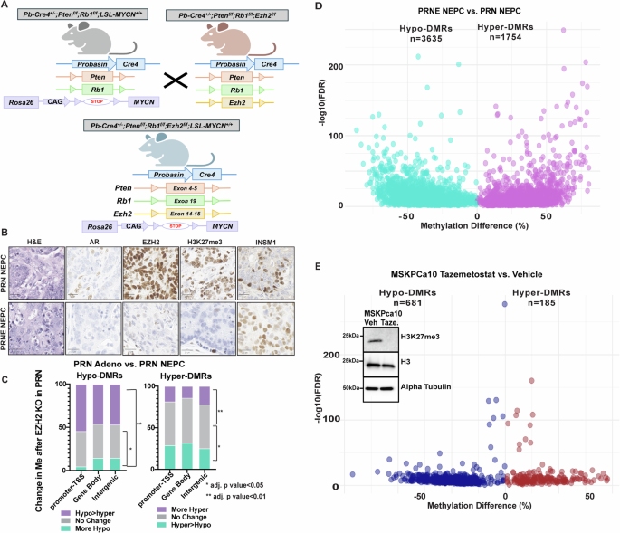 Fig. 3: DNA methylation changes upon EZH2 deletion/inhibition.