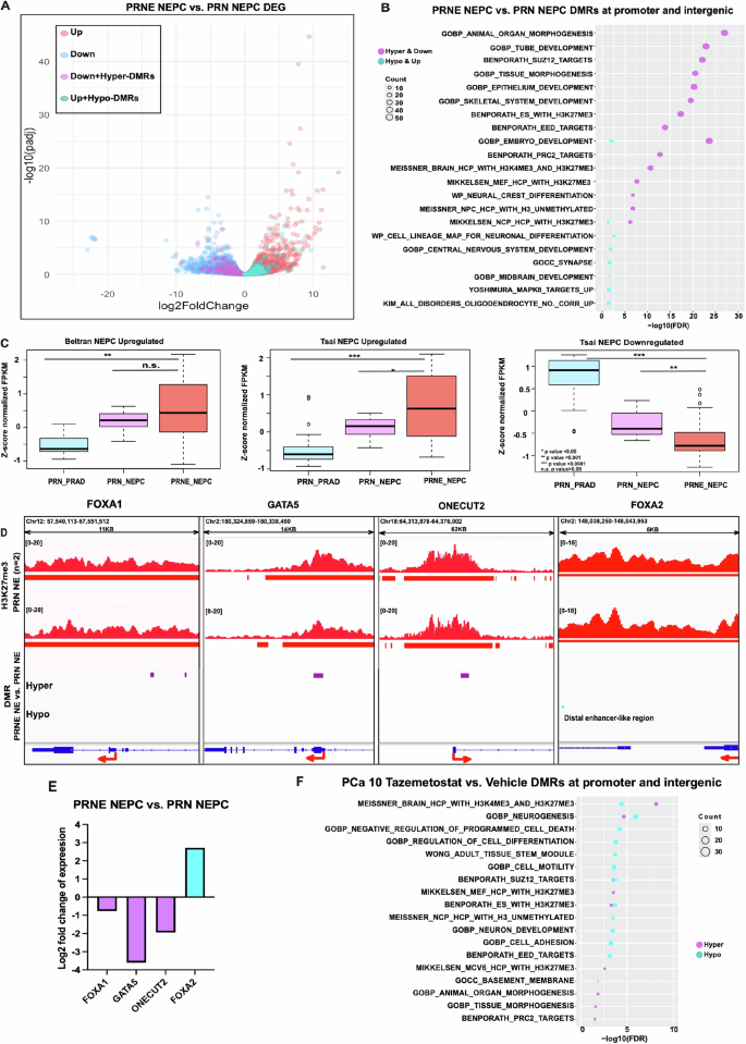Fig. 4: Transcriptional alterations upon EZH2-deletion or inhibition.