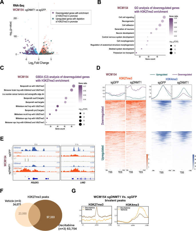 Fig. 5: H3K27me3 redistribution upon DNMT1 deletion or inhibition in NEPC.