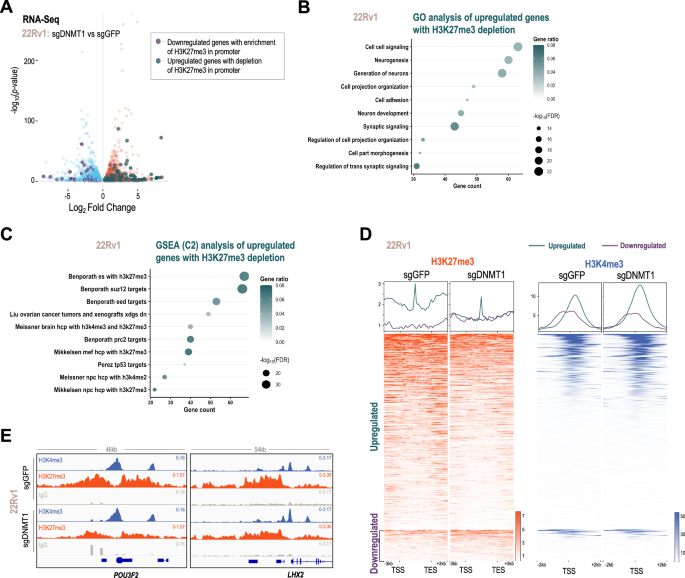 Fig. 6: H3K27me3 redistribution upon DNMT deletion in PRAD.