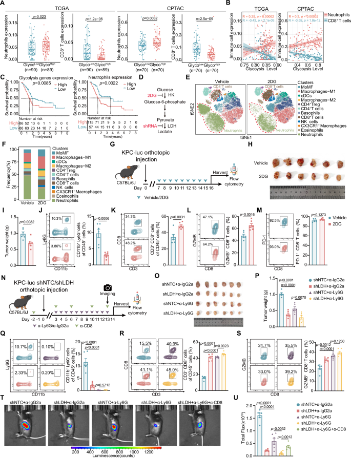 Fig. 1: Glycolysis recruit neutrophils, promoting the progression of pancreatic cancer.