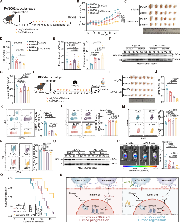 Fig. 5: The combinational treatment of PDAC with PCAF inhibitor and anti-PD-1 monoclonal antibody.