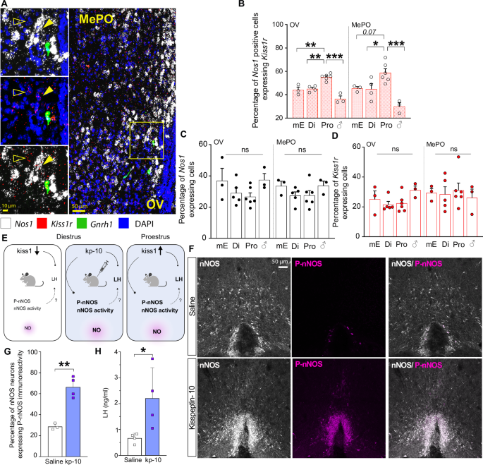 Fig. 1: Kisspeptin-nNOS interaction dynamics in the preoptic area of the cycling female mouse.
