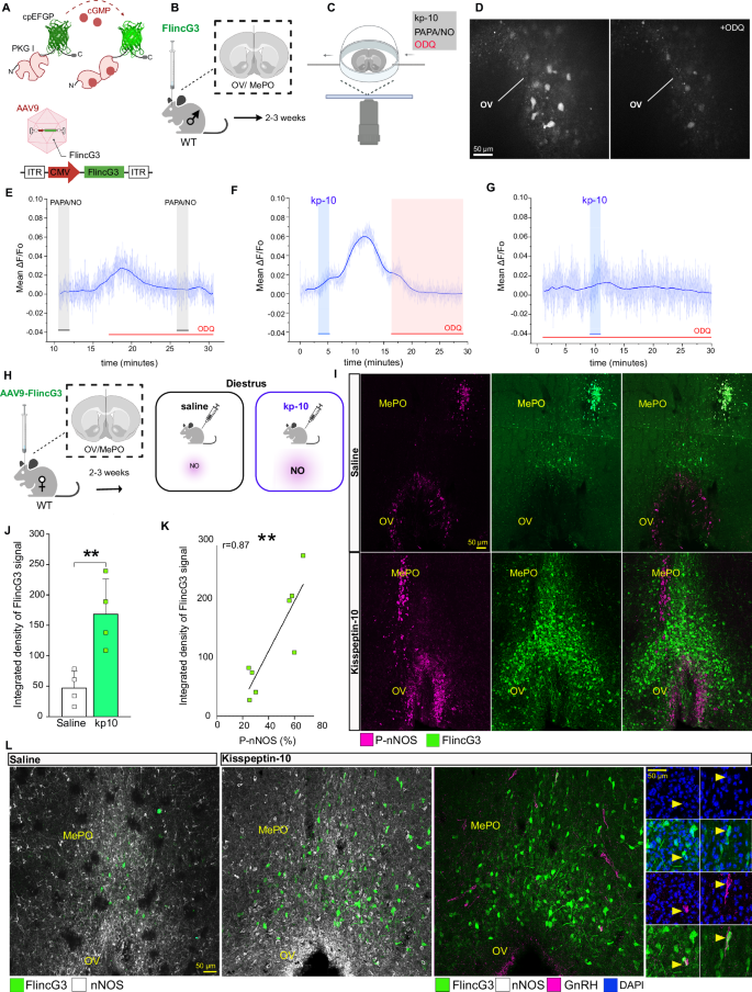 Fig. 2: Kisspeptin-10 promotes nNOS activation and the subsequent production of cGMP.