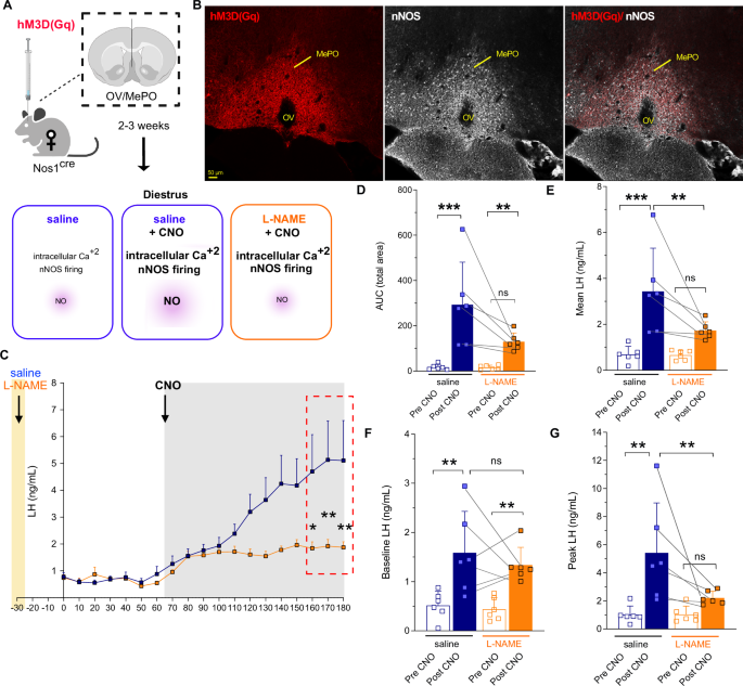 Fig. 3: Endogenous NO production from nNOSOV/MePO neurons triggers a surge-like LH release pattern.