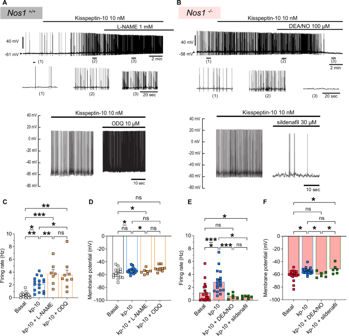 Fig. 4: Canonical NO signaling controls GnRH neuronal activity in kisspeptin-excited GnRH neurons.