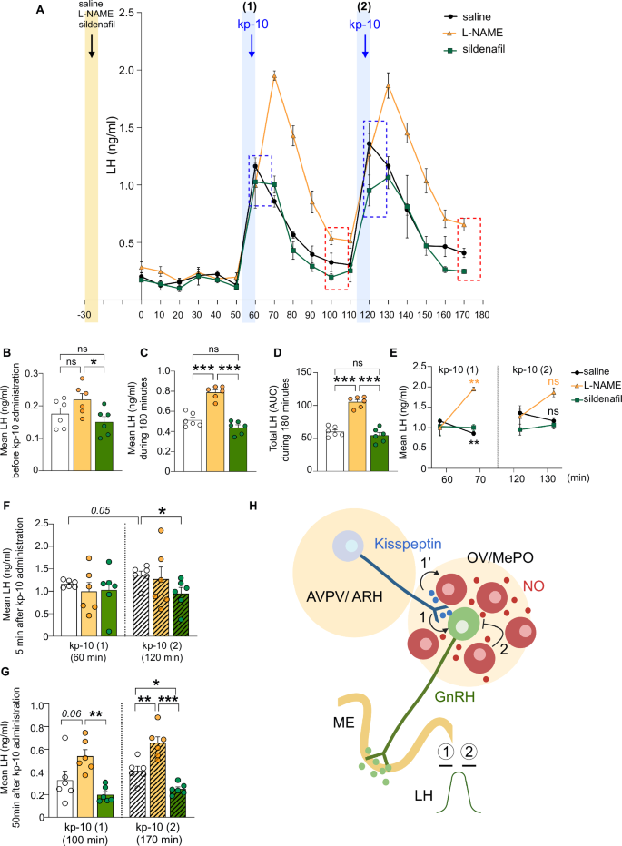 Fig. 6: Effect of NO/cGMP signaling in the kisspeptin-induced LH response in male mice.