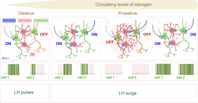 Fig. 7: Proposed model of KiNG network dynamics across the estrous cycle.