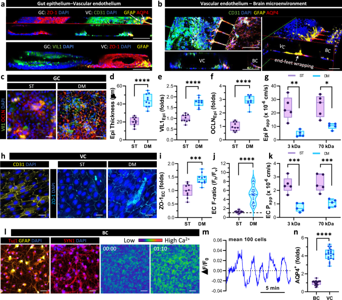 Fig. 2: Physiological integrity of gut and vascular barriers in the hGBV model.