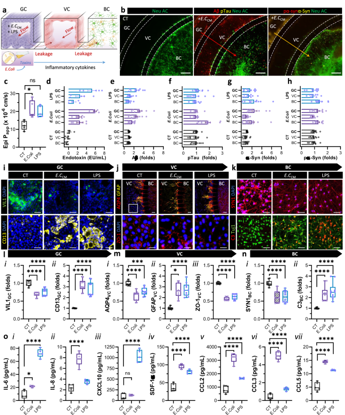 Fig. 3: Gut-originated toxins induce vascular dysfunction and neurodegeneration via gut-to-brain pathways signaling.