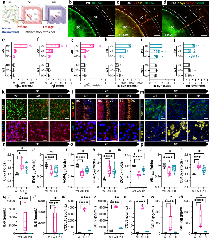 Fig. 4: Brain-originated neurotoxins inflammation induces vascular and gut barrier dysfunction via brain-to-gut pathways signaling.