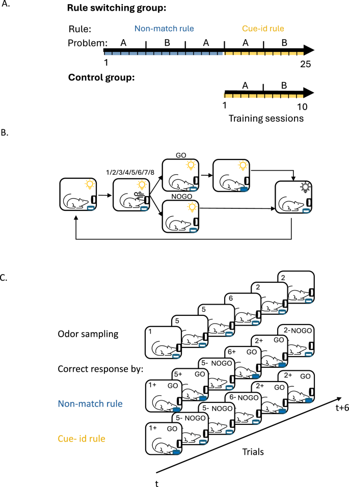 Fig. 1: Overview of task curriculum, trial structure, and rule design.