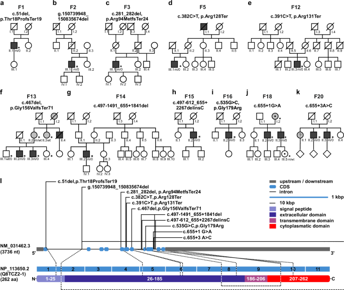 Fig. 2: CD99L2 mutation status and distribution of identified variants.