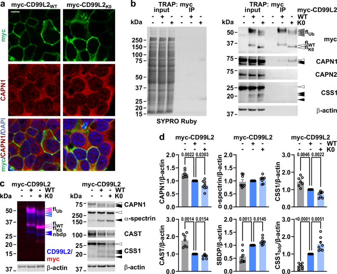 Fig. 7: CD99L2 ubiquitination modulates CAPN1 binding and calpain activation.