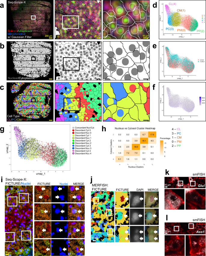 Fig. 2: Seq-Scope-X reveals subcellular heterogeneity in liver spatial transcriptome.