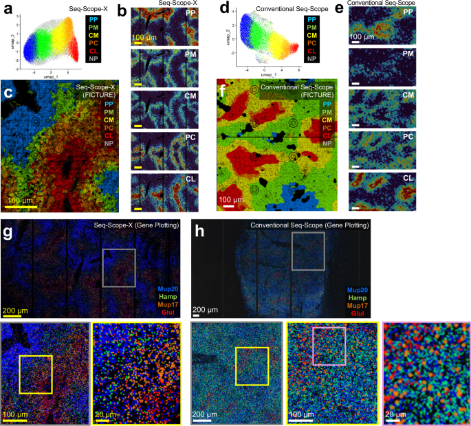 Fig. 3: Seq-Scope-X demonstrates spatial precision in gene expression and cell type inference.
