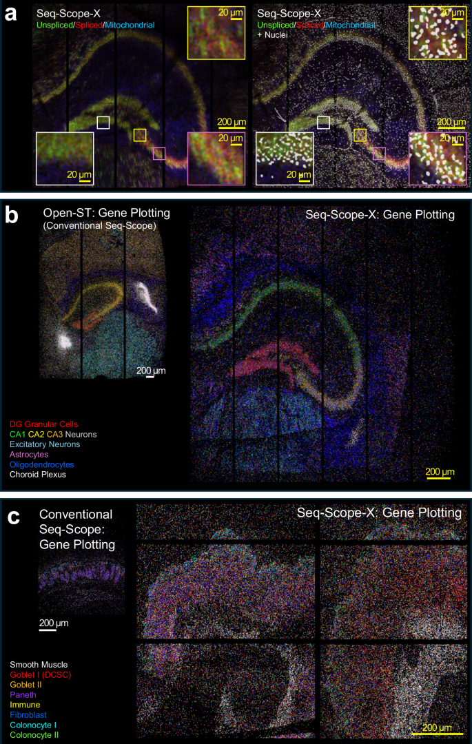 Fig. 4: High-resolution Seq-Scope-X analysis of mouse brain and colon tissues.