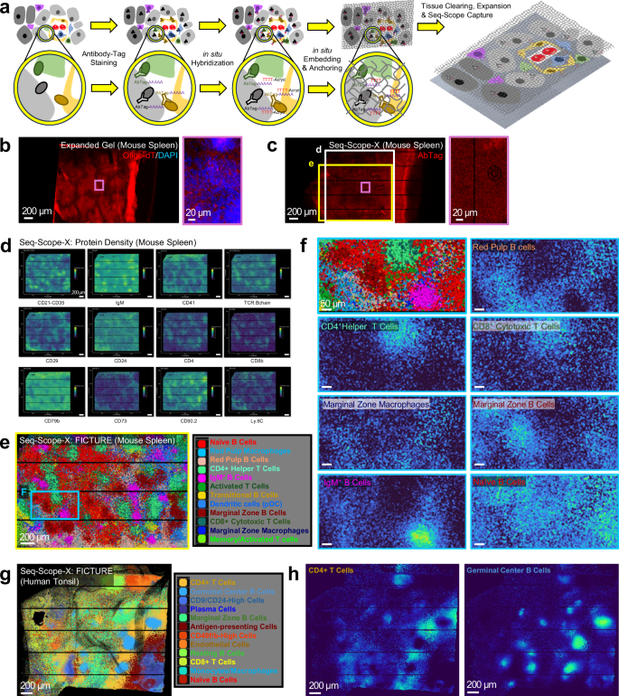 Fig. 5: High-resolution profiling of mouse spleen and human tonsil proteome using seq-scope-X.