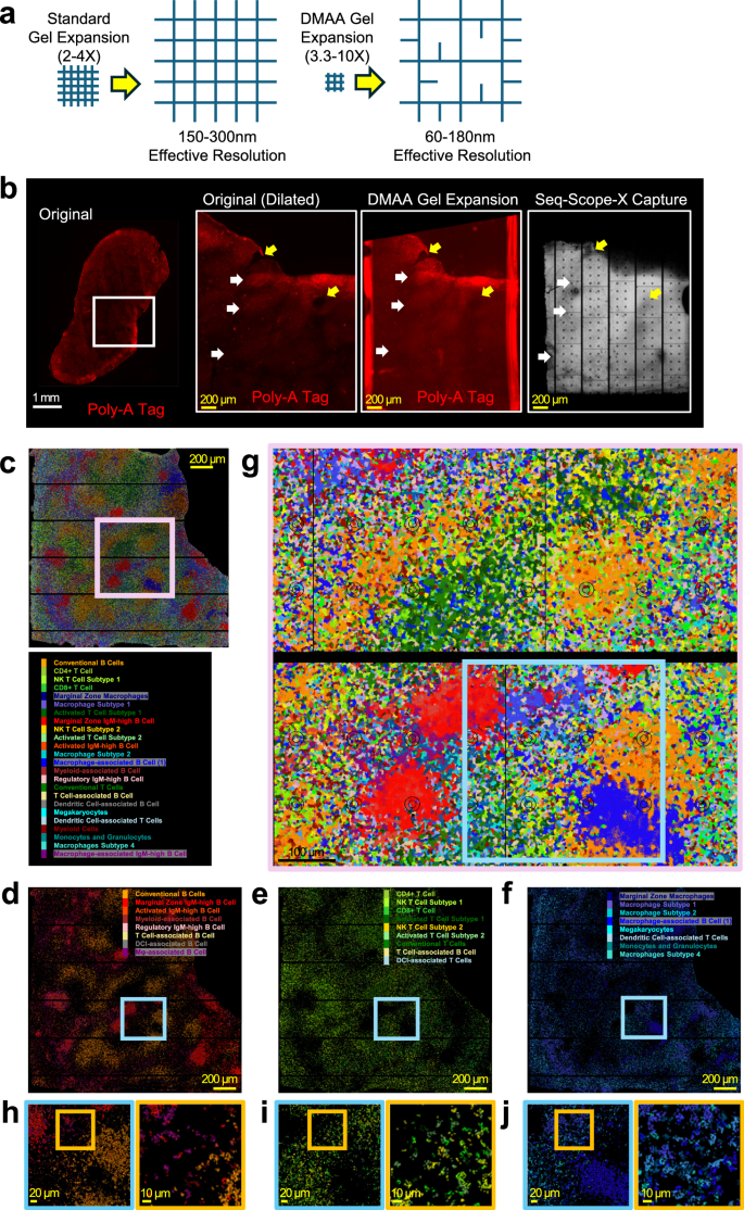 Fig. 6: Seq-Scope-X is compatible with DMAA chemistry for higher resolution analysis.