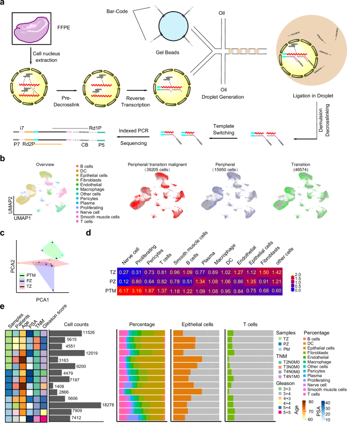 Fig. 2: Overall results of snFLARE-seq for prostate cancer of different origins.