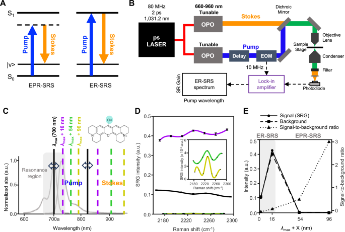 Fig. 1: Independently tunable ER-SRS microscope and its application to Rho800 fluorophore.