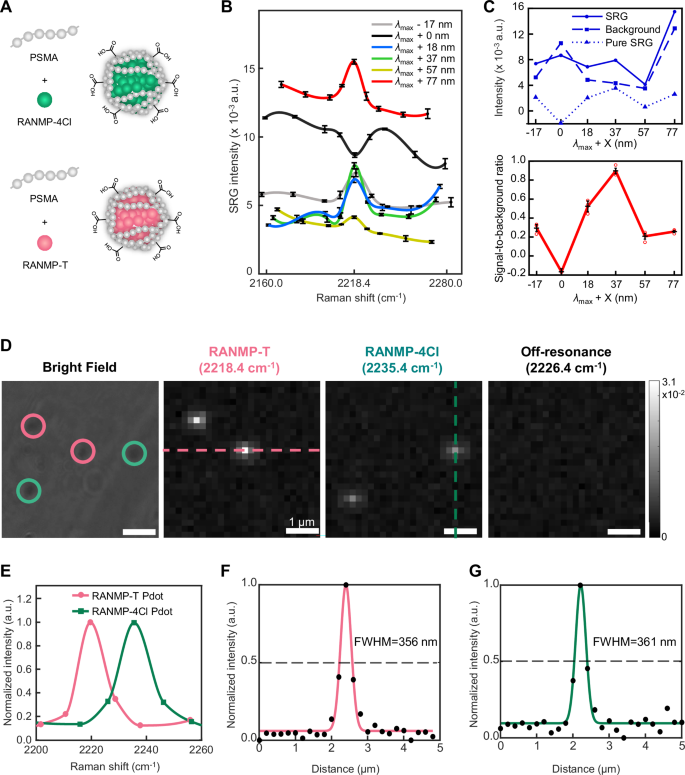 Fig. 3: ER-SRS of Pdots encapsulating RANMP-4Cl and RANMP-T.