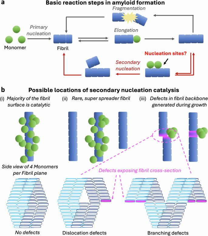 Fig. 1: Secondary nucleation is a core process driving amyloid fibril proliferation; however, its structural basis is not understood.