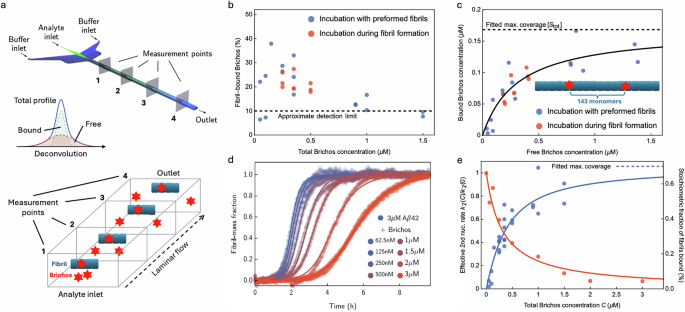 Fig. 2: Stoichiometry of Brichos binding to Aβ42 fibrils is low, and is predictive of secondary nucleation inhibition.