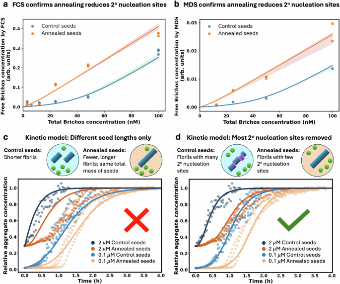 Fig. 5: Annealed fibrils have fewer secondary nucleation sites and lower secondary nucleation rate than control fibrils.
