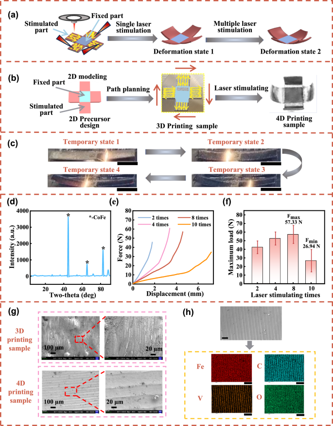 Fig. 1: The schematic of macroscopic shape-morphing of magnetostrictive samples.