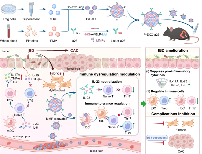 Fig. 1: Schematic illustration of the engineered platelet-Treg hybrid nanovesicles (PrEXO-a23) for targeted immune modulation and tolerance induction in inflammatory bowel disease (IBD).