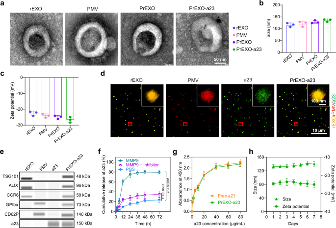 Fig. 2: Preparation and characterization of PrEXO-a23.