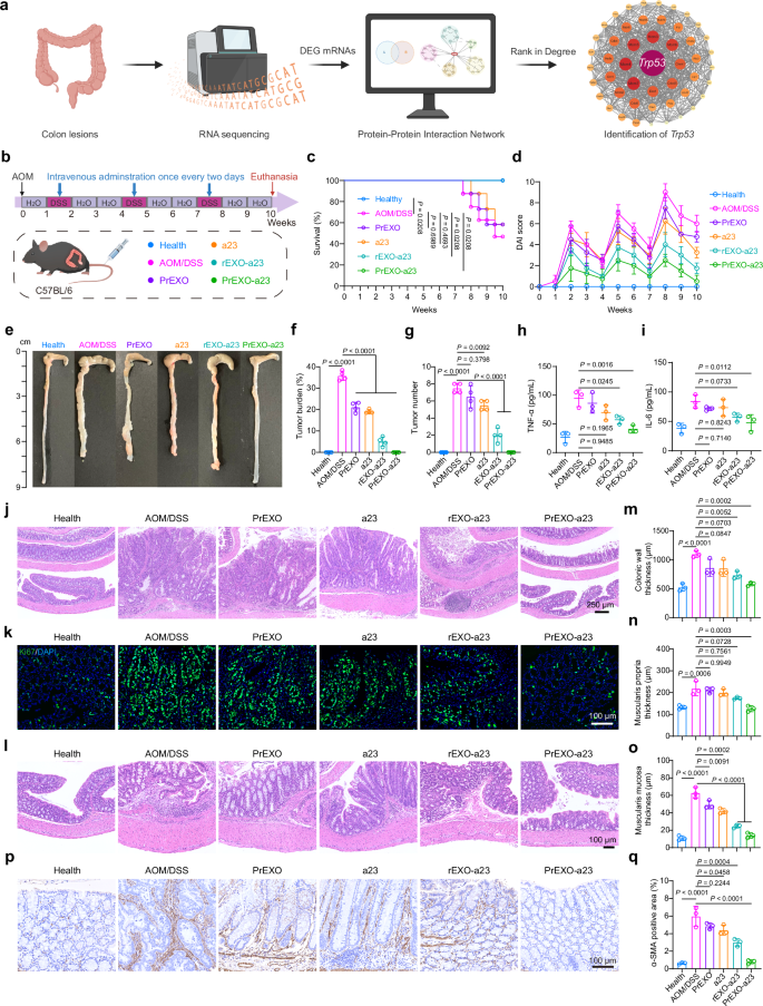 Fig. 7: PrEXO-a23 effectively decreases the risk of CAC and fibrosis.