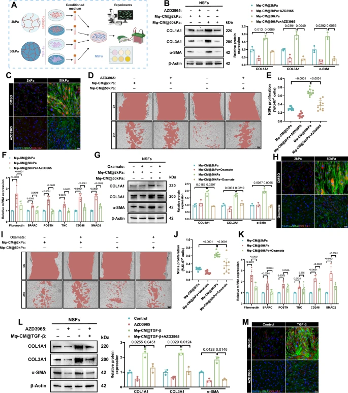 Fig. 3: Macrophages-derived lactate accumulation facilitates skin dermal fibroblasts phenotypic remodeling via MCT1.