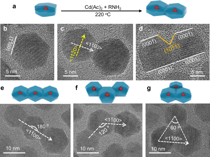 Fig. 2: Synthesis of (10
                        $$\overline{1}$$
                        
                          
                            
                              1
                            
                            ¯
                          
                        
                      0)-attached homodimers and trimers.