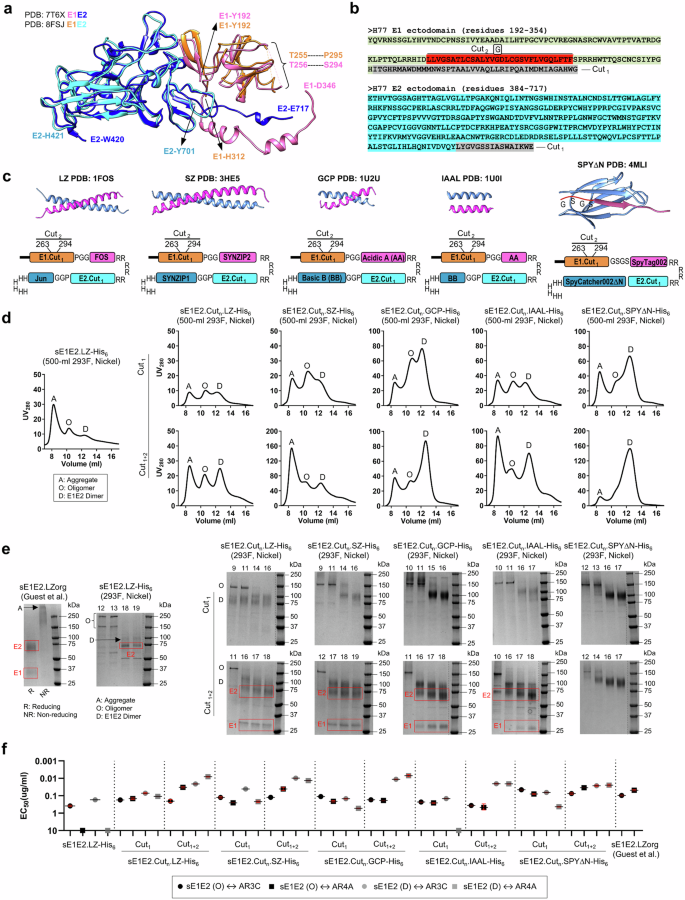 Fig. 1: Rational design and in vitro characterization of genotype 1a H77 sE1E2 scaffolds.