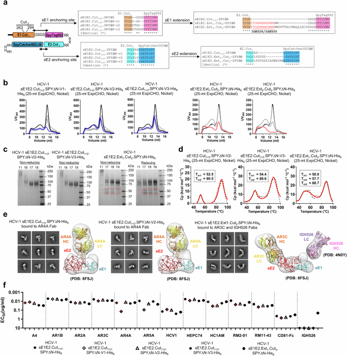 Fig. 4: Impact of design variation on sE1E2 folding, antigenicity, and structure.