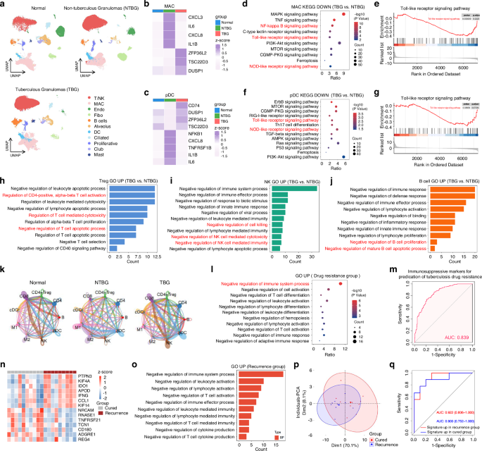 Fig. 1: Immune microenvironment characteristic of TBG at the scRNA-seq and transcriptomic analysis level.