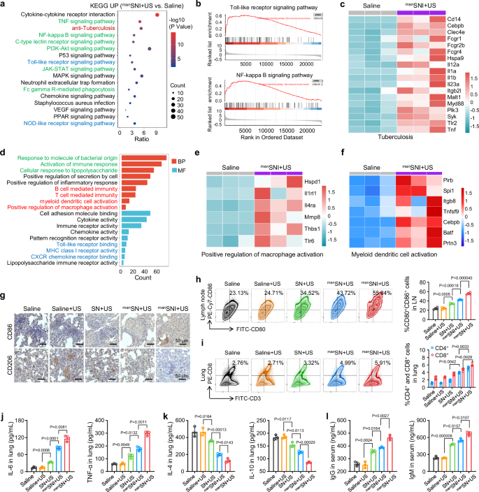 Fig. 6: manSNI-mediated sono-immunotherapy activates robust innate and adaptive anti-TB immune responses in vivo.